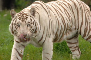 See live animal webcams